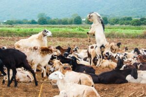 Read more about the article Goat Farming Whatsapp Group Links Fresh List