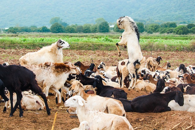 Goat Farming Whatsapp Group Links Fresh List